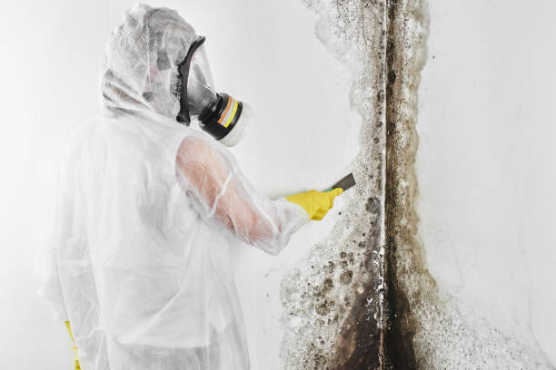 Arnold Line, MS Mold Remediation Company