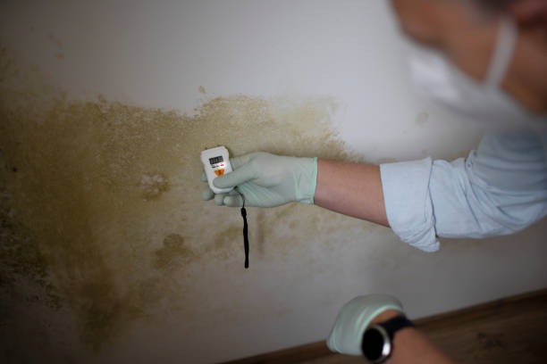 Best Health and Safety Mold Remediation in Arnold Line, MS